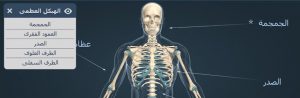 الجسم البشري ثلاثي الابعاد